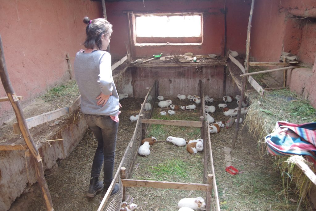 Lou picking out which cuy was going to be dinner